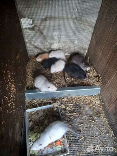 Нутрии на племя