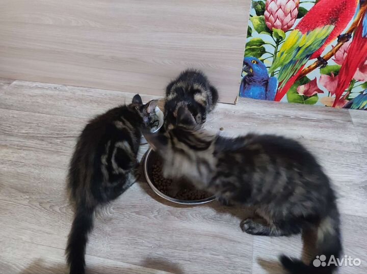 Котята бесплатно