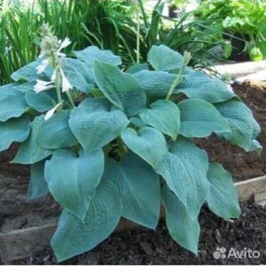 Хоста гибридная Блю Мамонт