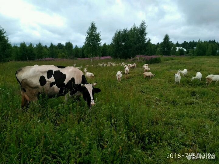 Молоко и молочные продукты