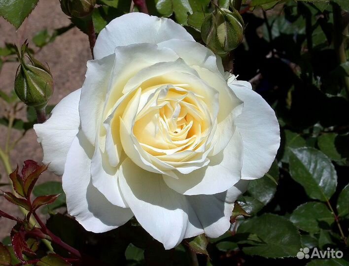 Саженцы роз оптом