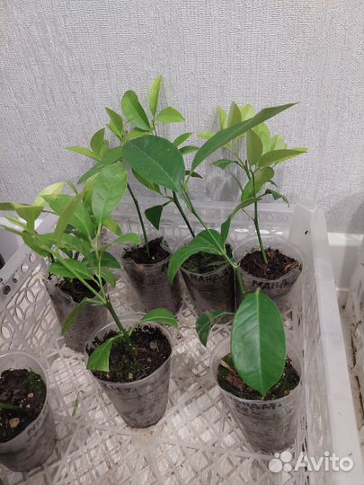 Плодоносящие лимоны