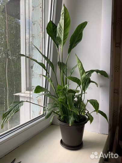 Спатифиллум