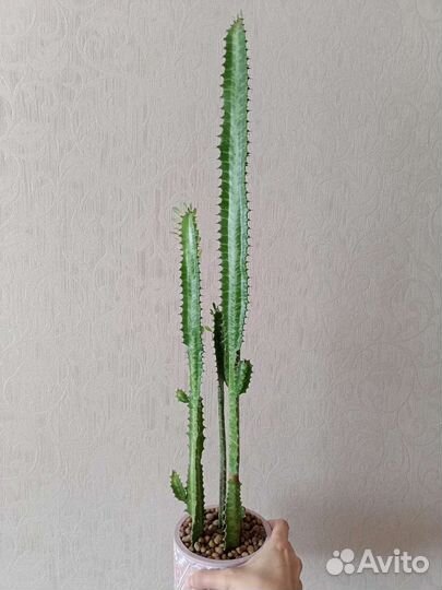 Молочай трёхгранный (эуфорбия тригона)