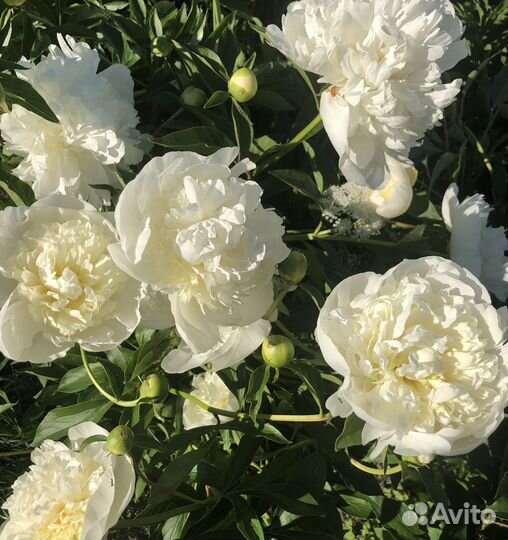 Пионы саженцы