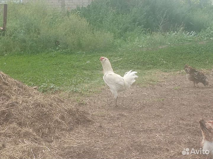 Гергебильские петухи