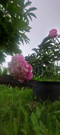 Дом 40 м² на участке 5 сот.