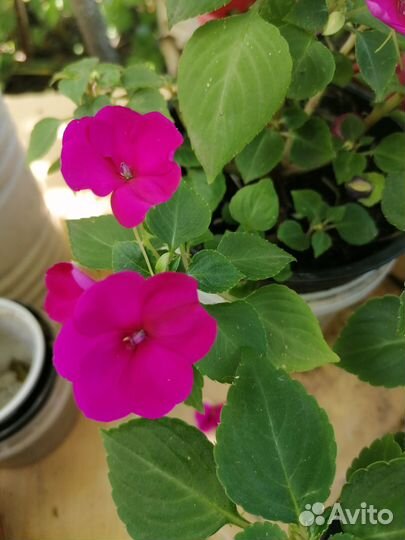 Бальзамин разных расцветок