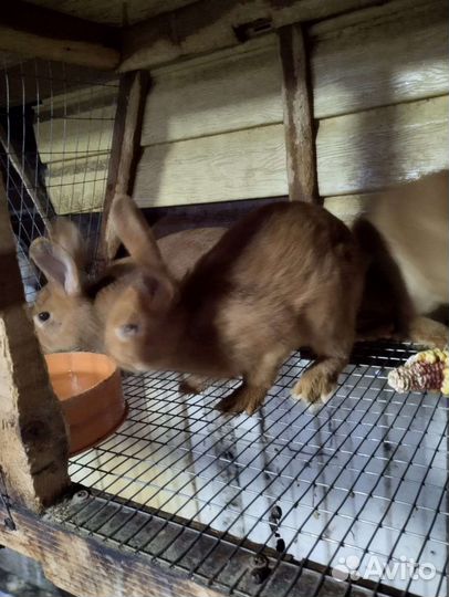 Кролики нзк