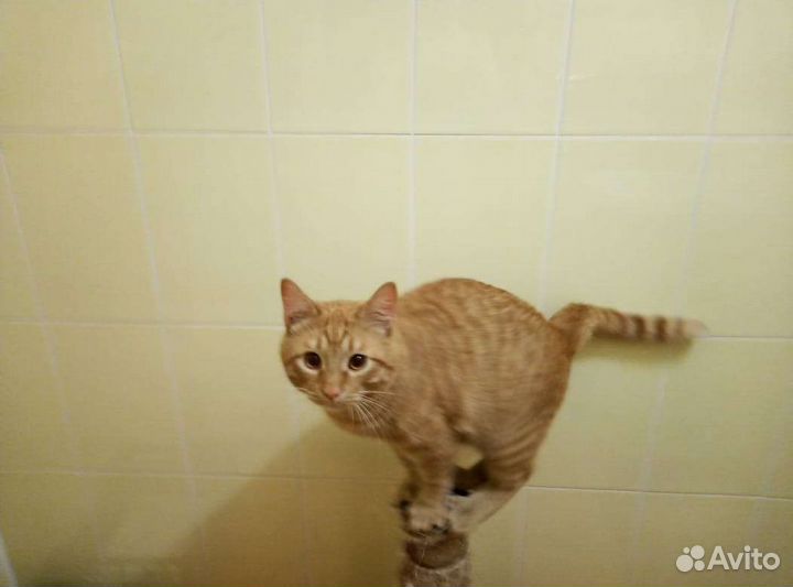 Молодой котик в поисках семьи