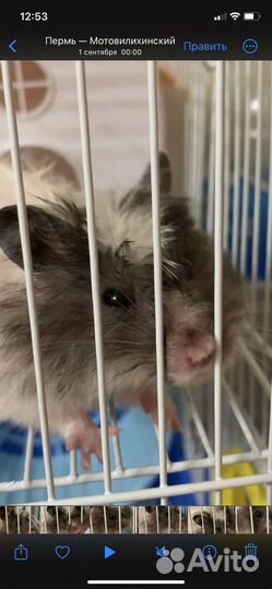 Сирийский хомяк