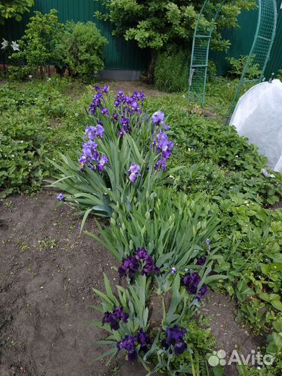 Многолетники, можжевельник,аралия манжурская