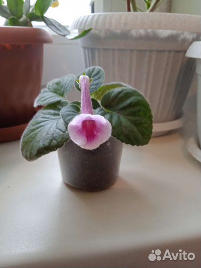 Минисининнгия