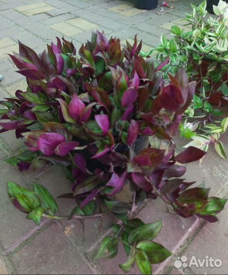 Традесканция