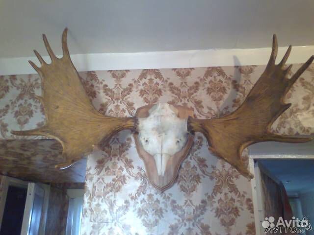 Рога лосиные