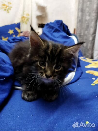 Котята мейкун полидакт
