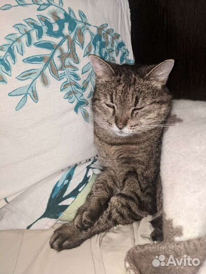 Кошечка тигрёнок