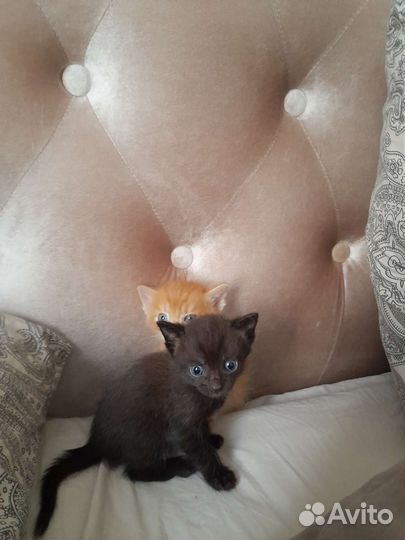 Котята в добрые руки