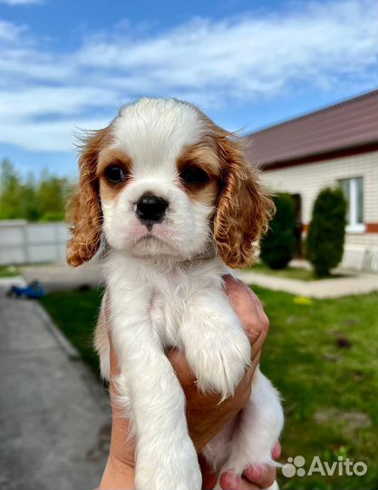 Кавалер кинг чарльз спаниель