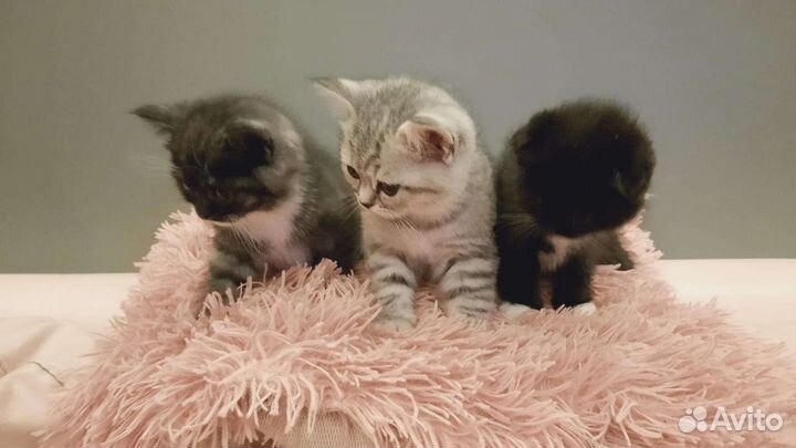 Британские котята