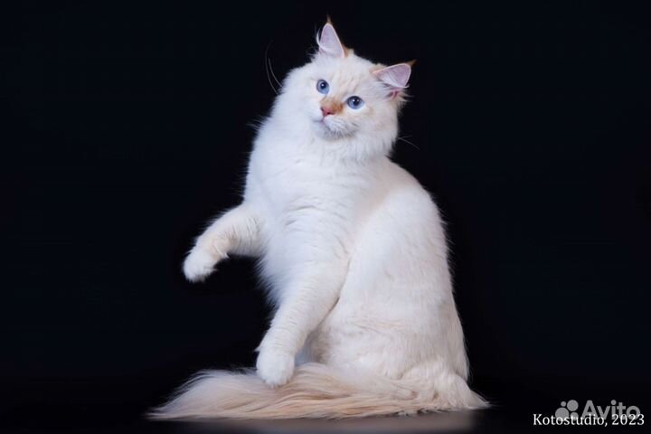 Невский маскарадный кот