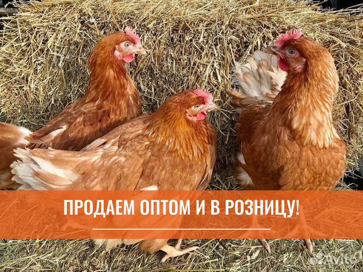 Куры несушки с агрофермы