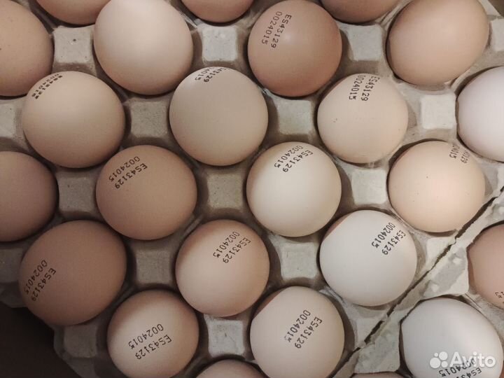 Инкубационное яйцо:бройлер, индюк, мулард