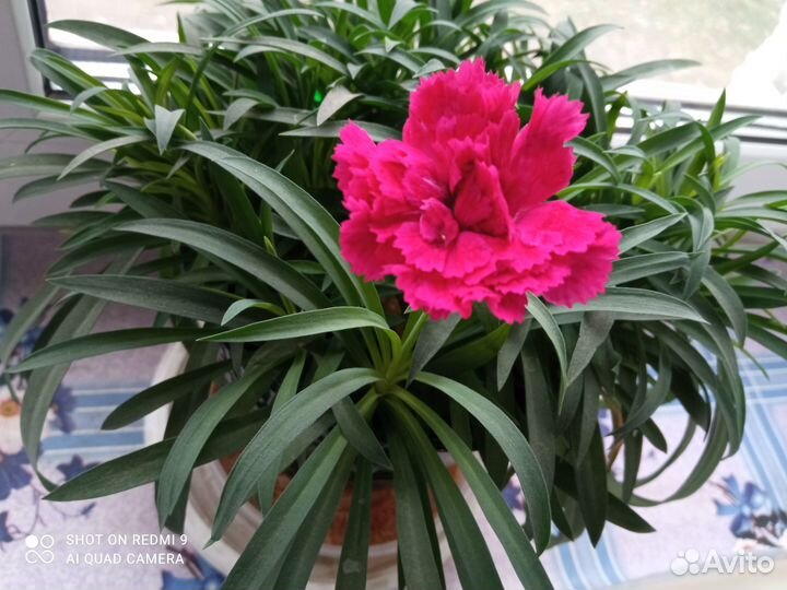 Гвоздика вегетативная ампельная