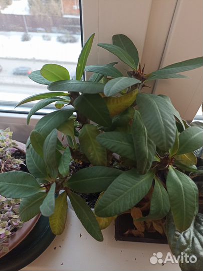 Каланхое медные ложки