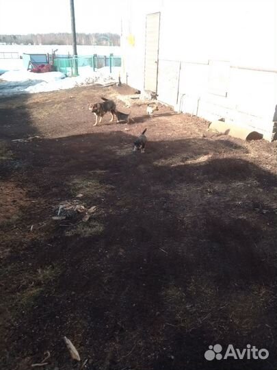 Щенки немецкой овчарки