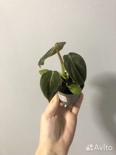 Филодендрон Меланохризум