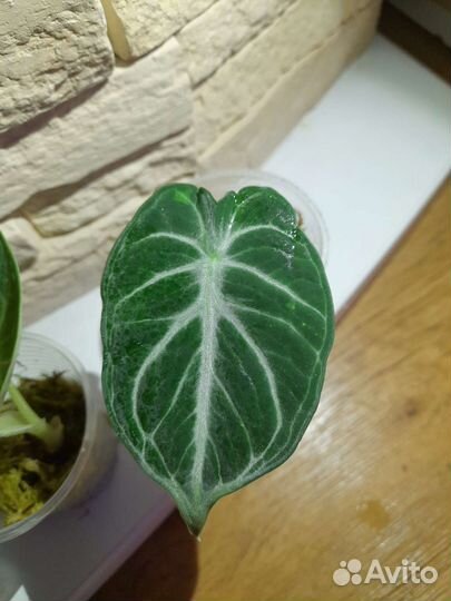 Алоказия Ниндзя вар