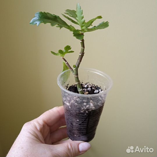 Комнатные цветы