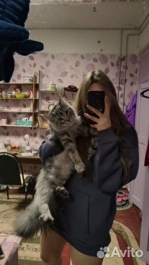 Бронь котята мейн-кун Продам