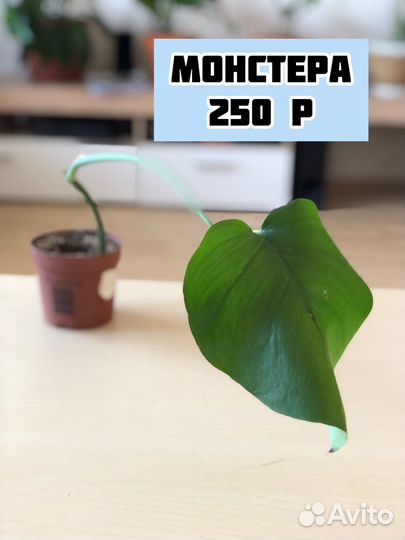 Комнатные цветы