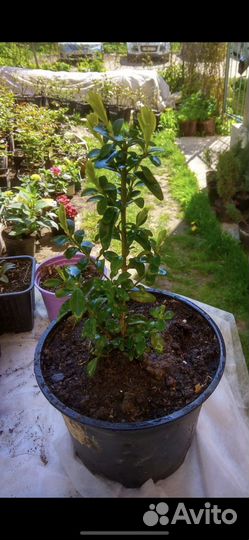 Самшит вечнозеленый