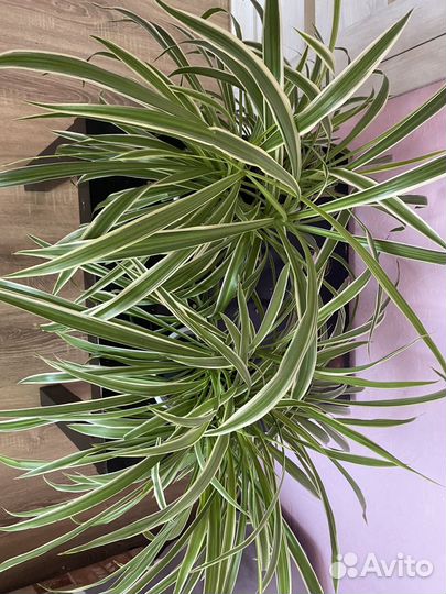 Хлорофитум