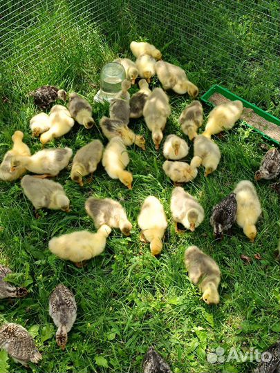Гусята суточные и подрощенные