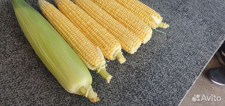Сладкая кукуруза