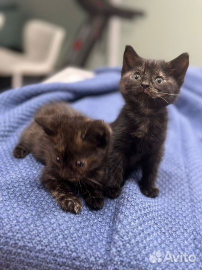 Котята бесплатно