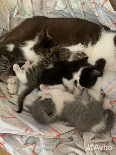 Кошка