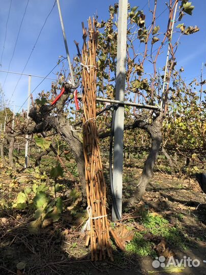 Черенки столовых сортов винограда