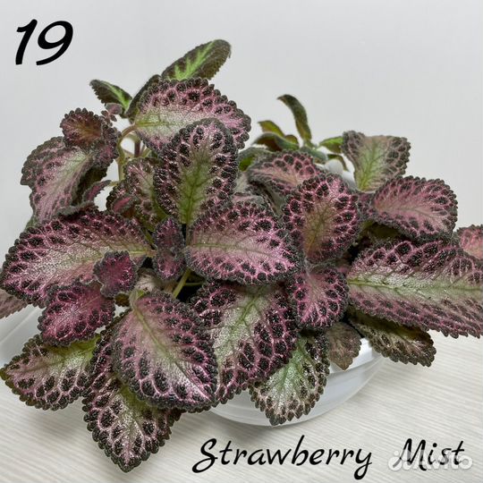 Эписции сортовые Часть3