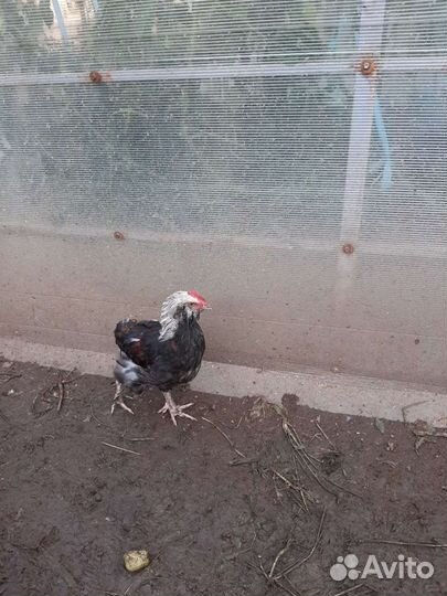 Петухи молодые