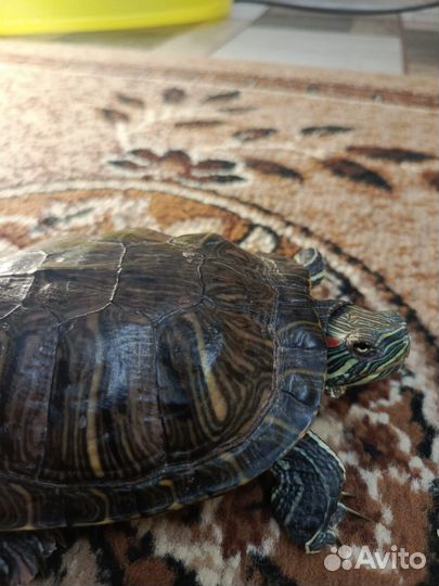 Красноухая черепаха с аквариумом