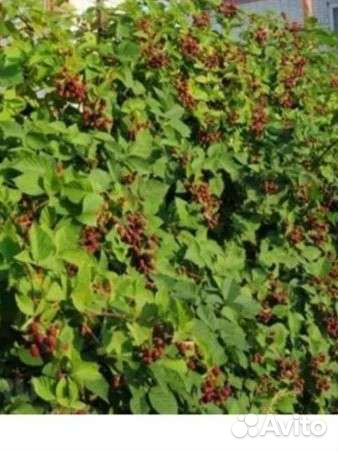 Куст ежевики Китатини