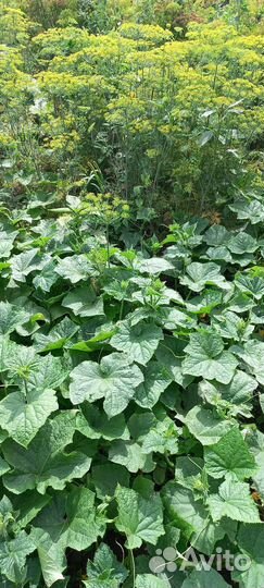 Огурцы домашние в наличии