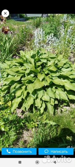 Хоста растение