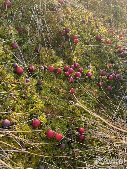 Ягоды клюквы