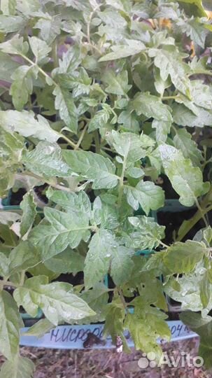 Рассада томатов